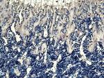 OPG Antibody in Immunohistochemistry (Paraffin) (IHC (P))