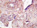 ADAMTS7 Antibody in Immunohistochemistry (Paraffin) (IHC (P))