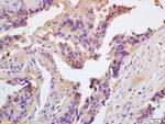 ChRM2 Antibody in Immunohistochemistry (Paraffin) (IHC (P))