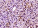 ACTH 1-39 Antibody in Immunohistochemistry (Paraffin) (IHC (P))