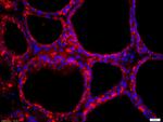 NIS Antibody in Immunohistochemistry (Paraffin) (IHC (P))