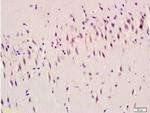 Ghrelin Antibody in Immunohistochemistry (Paraffin) (IHC (P))