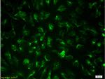 CD31 Antibody in Immunocytochemistry (ICC/IF)