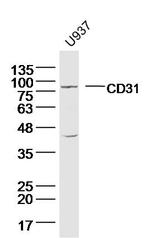 CD31 Antibody in Western Blot (WB)