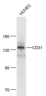 CD31 Antibody in Western Blot (WB)