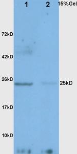 Adiponectin Antibody in Western Blot (WB)