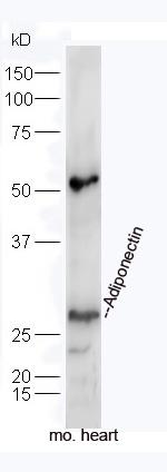 Adiponectin Antibody in Western Blot (WB)