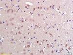 PRL Antibody in Immunohistochemistry (Paraffin) (IHC (P))