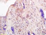 PRL Antibody in Immunohistochemistry (Paraffin) (IHC (P))