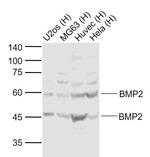 BMP2 Antibody in Western Blot (WB)