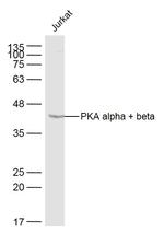 PKA alpha + beta Antibody in Western Blot (WB)