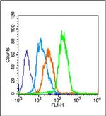 PPAR gamma Antibody in Flow Cytometry (Flow)