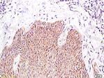 PPAR gamma Antibody in Immunohistochemistry (Paraffin) (IHC (P))