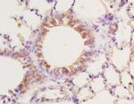 PPAR gamma Antibody in Immunohistochemistry (Paraffin) (IHC (P))