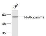 PPAR gamma Antibody in Western Blot (WB)