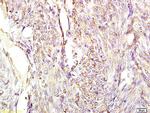 Chromogranin A Antibody in Immunohistochemistry (Paraffin) (IHC (P))