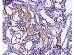 SCF Antibody in Immunohistochemistry (Paraffin) (IHC (P))