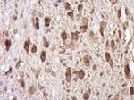 SCF Antibody in Immunohistochemistry (Paraffin) (IHC (P))