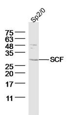 SCF Antibody in Western Blot (WB)