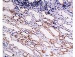 COL18A1 Antibody in Immunohistochemistry (Paraffin) (IHC (P))