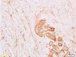 Collagen 6 alpha 1 Antibody in Immunohistochemistry (Paraffin) (IHC (P))