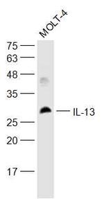 IL-13 Antibody in Western Blot (WB)