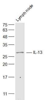 IL-13 Antibody in Western Blot (WB)