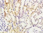 Smad7 Antibody in Immunohistochemistry (Paraffin) (IHC (P))