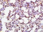 Smad7 Antibody in Immunohistochemistry (Paraffin) (IHC (P))