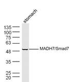 Smad7 Antibody in Western Blot (WB)