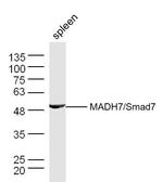 Smad7 Antibody in Western Blot (WB)