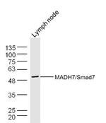 Smad7 Antibody in Western Blot (WB)