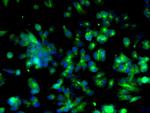 Cyclin B1 Antibody in Immunocytochemistry (ICC/IF)