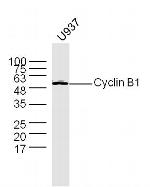 Cyclin B1 Antibody in Western Blot (WB)