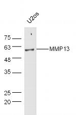 MMP-13 Antibody in Western Blot (WB)