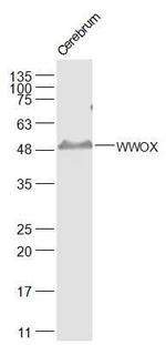 WWOX Antibody in Western Blot (WB)