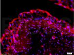 EpCAM Antibody in Immunohistochemistry (Paraffin) (IHC (P))