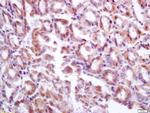 GP340 Antibody in Immunohistochemistry (Paraffin) (IHC (P))