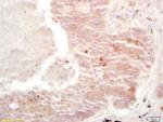 Cdk-associated cullin1 Antibody in Immunohistochemistry (Paraffin) (IHC (P))