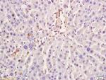 L-Citrulline Antibody in Immunohistochemistry (Paraffin) (IHC (P))