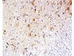 Aquaporin 4 Antibody in Immunohistochemistry (Paraffin) (IHC (P))