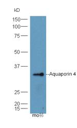 Aquaporin 4 Antibody in Western Blot (WB)