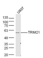 TRIM21 Antibody in Western Blot (WB)