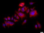 P38 MAPK Antibody in Immunocytochemistry (ICC/IF)