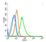 CD34 Antibody in Flow Cytometry (Flow)