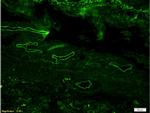 CD34 Antibody in Immunohistochemistry (Paraffin) (IHC (P))