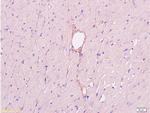 CD34 Antibody in Immunohistochemistry (Paraffin) (IHC (P))