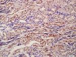 CD34 Antibody in Immunohistochemistry (Paraffin) (IHC (P))