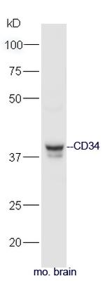 CD34 Antibody in Western Blot (WB)