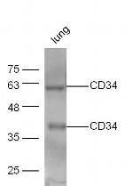 CD34 Antibody in Western Blot (WB)